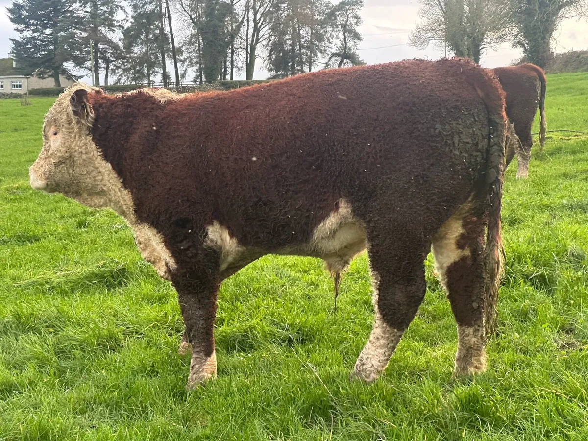 Hereford Bulls - Image 2
