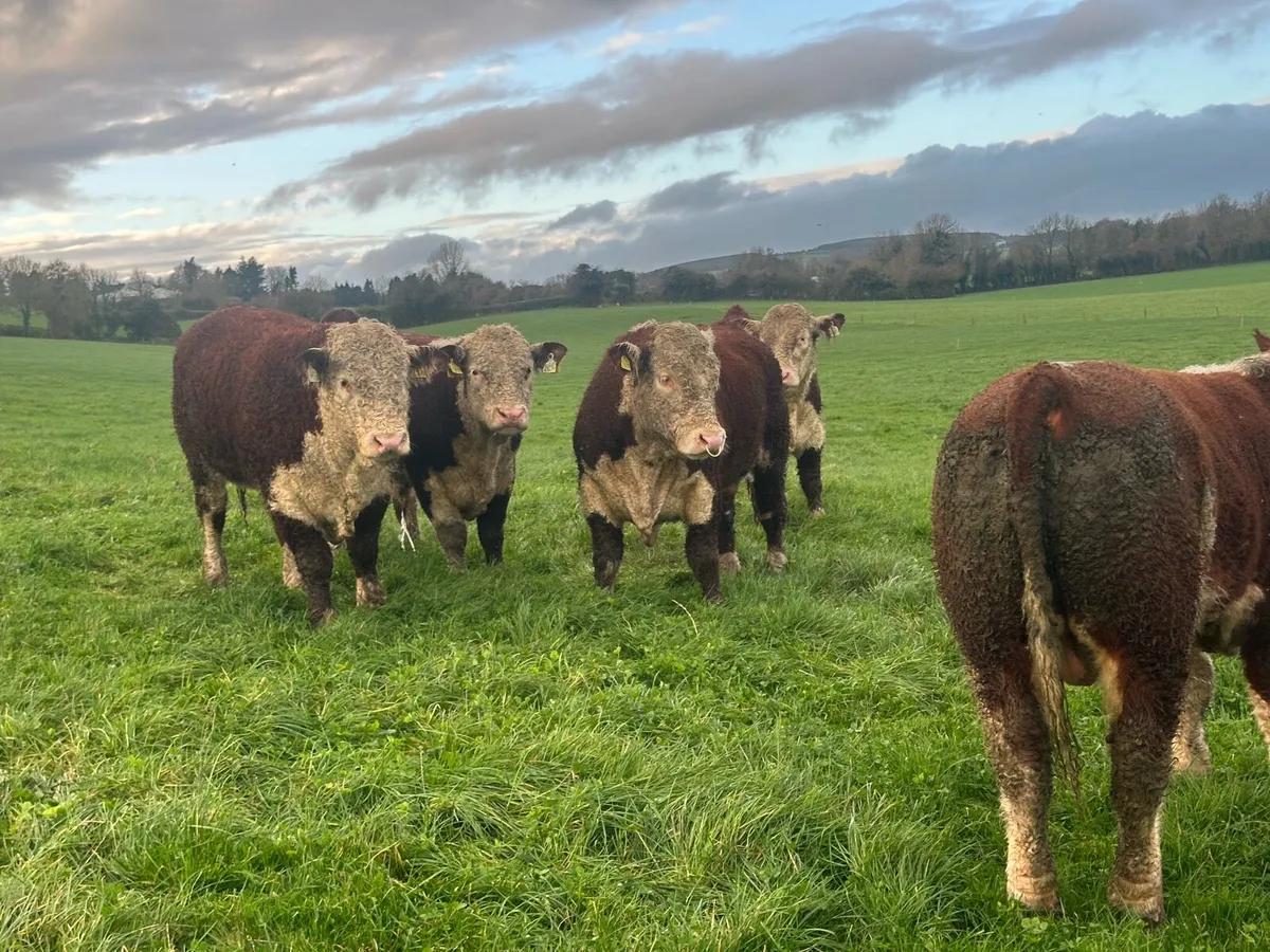 Hereford Bulls - Image 3
