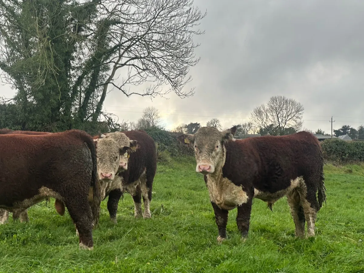 Hereford Bulls - Image 4