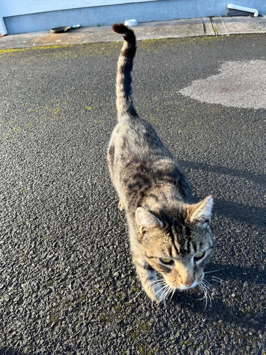 Outdoor cats - Image 2