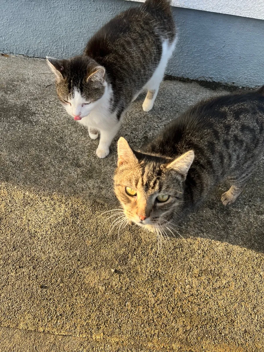 Outdoor cats - Image 3