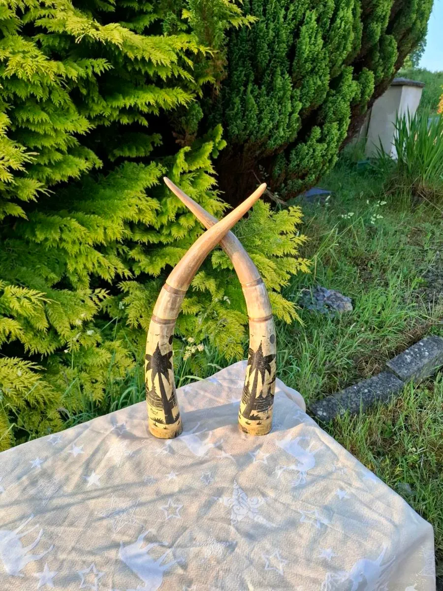 Duo of water buffalo horns possible to post