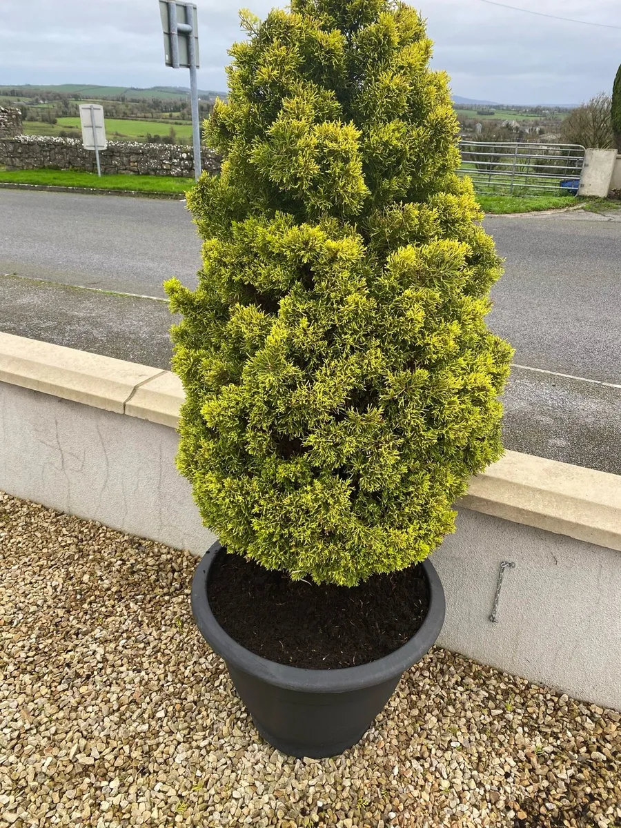 Pair of Mature Evergreen Trees - Image 1