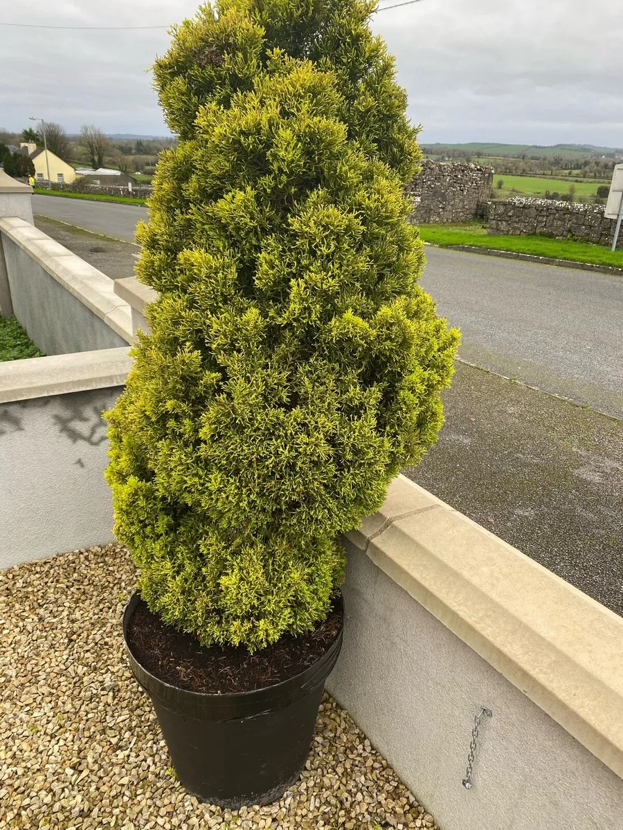 Pair of Mature Evergreen Trees - Image 2