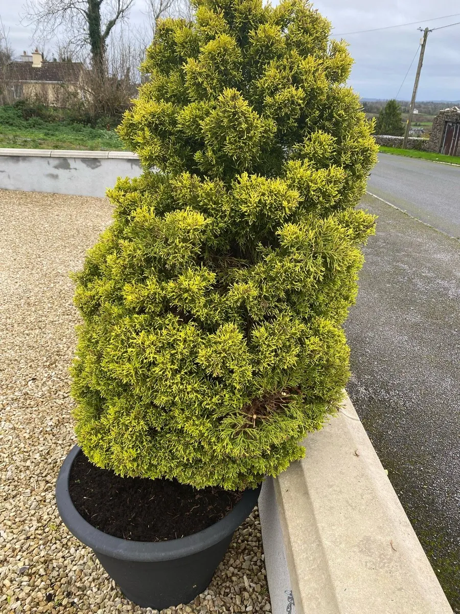 Pair of Mature Evergreen Trees - Image 3