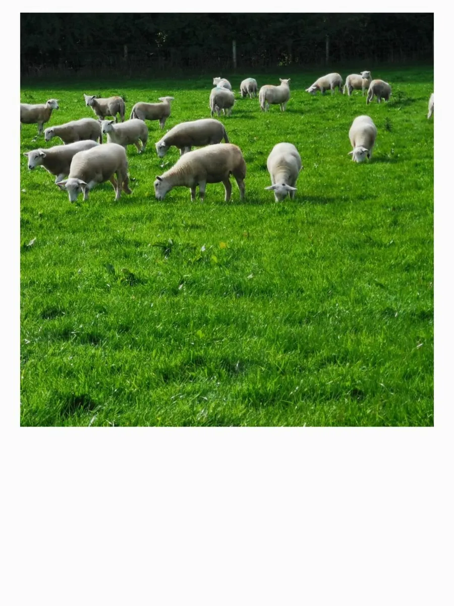 Organic Easycare Ewe Lambs - Image 2