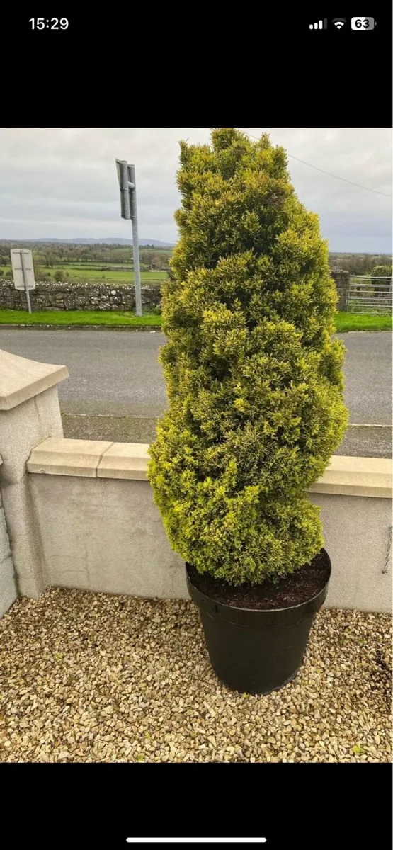 Pair of Mature Evergreen Trees - Image 4