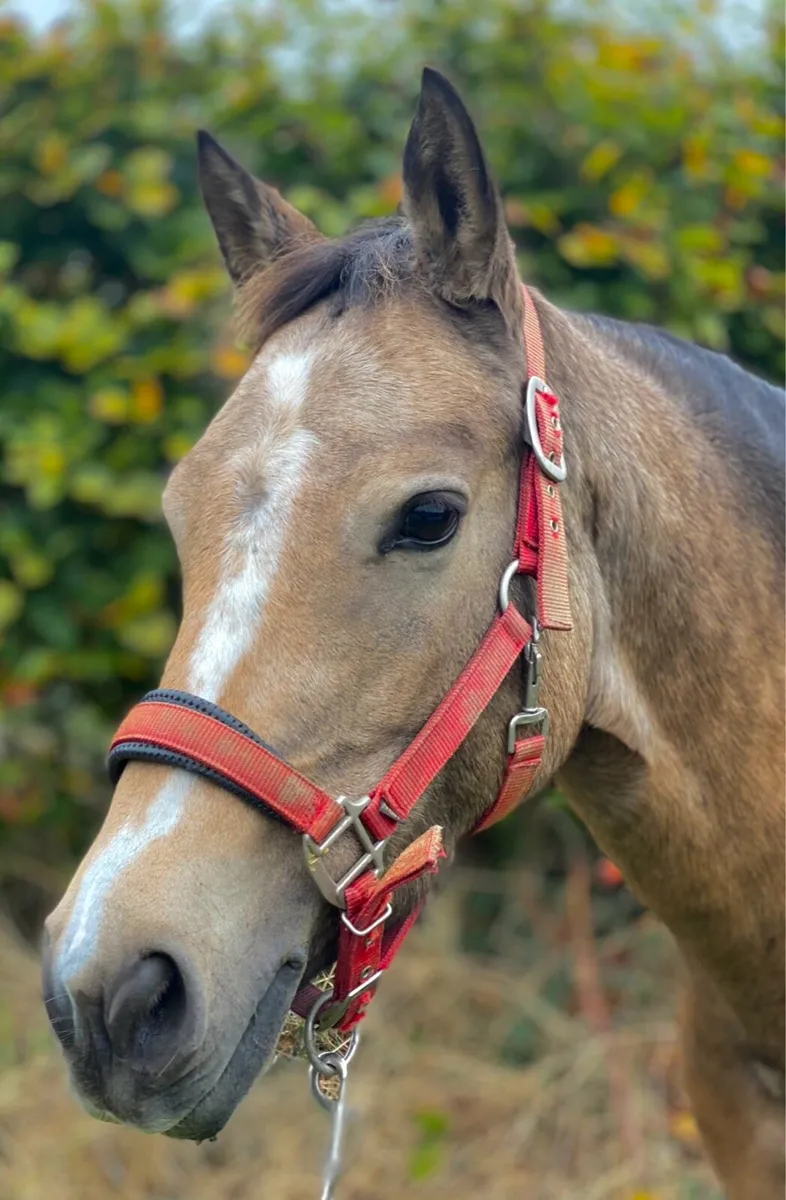 Two Connemara ponies - Image 1