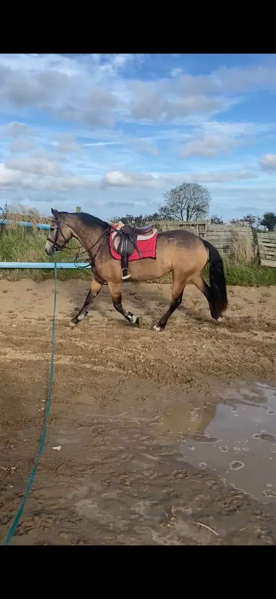 Two Connemara ponies - Image 3