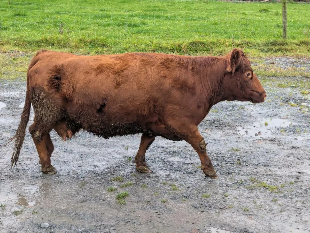 Dexter cow and calf - Image 1