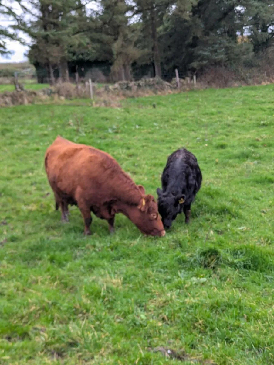 Dexter cow and calf - Image 2