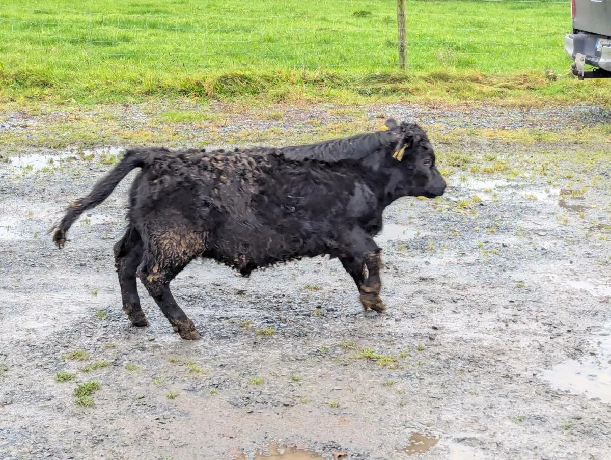 Dexter cow and calf - Image 3