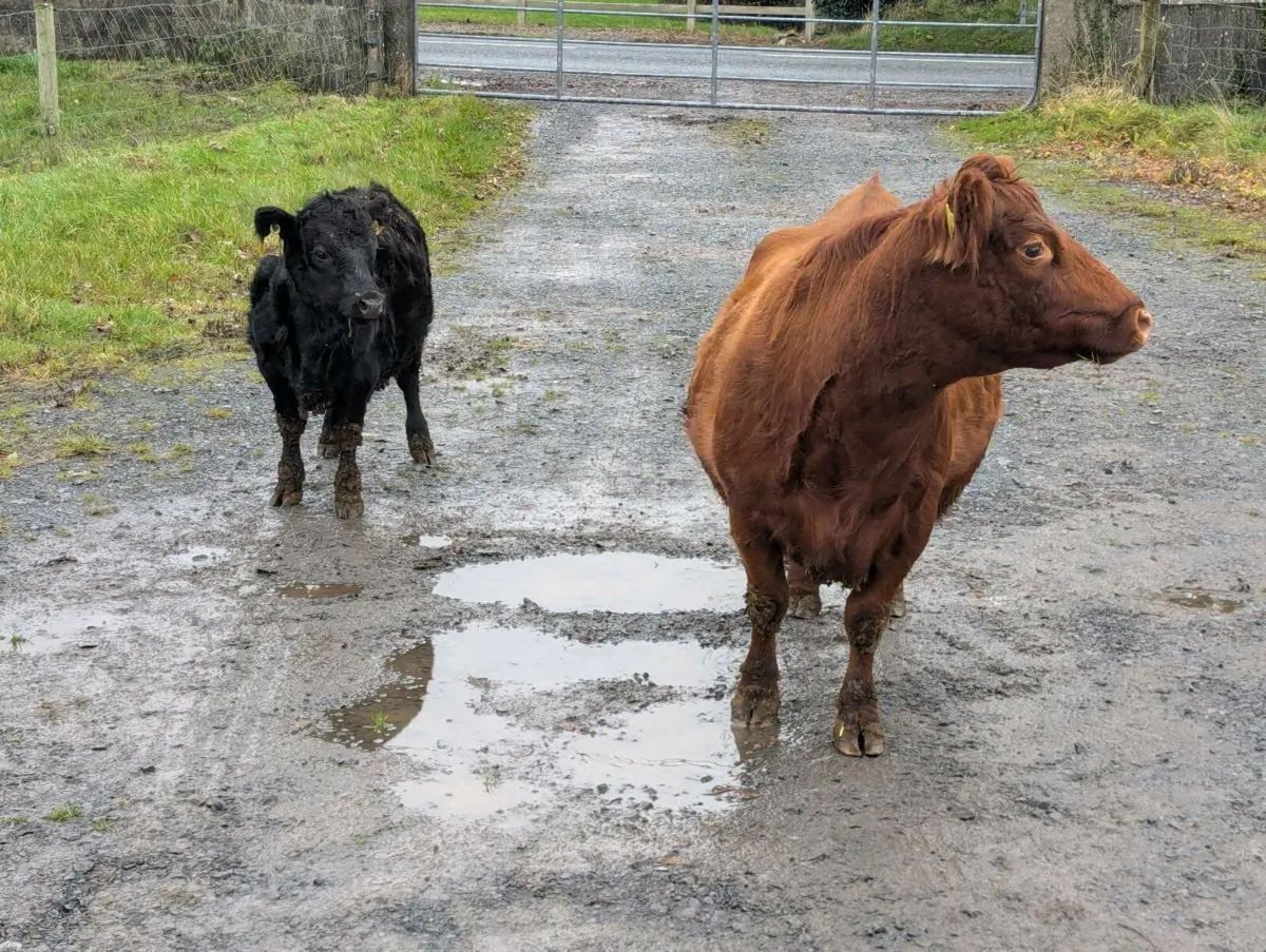 Dexter cow and calf - Image 4