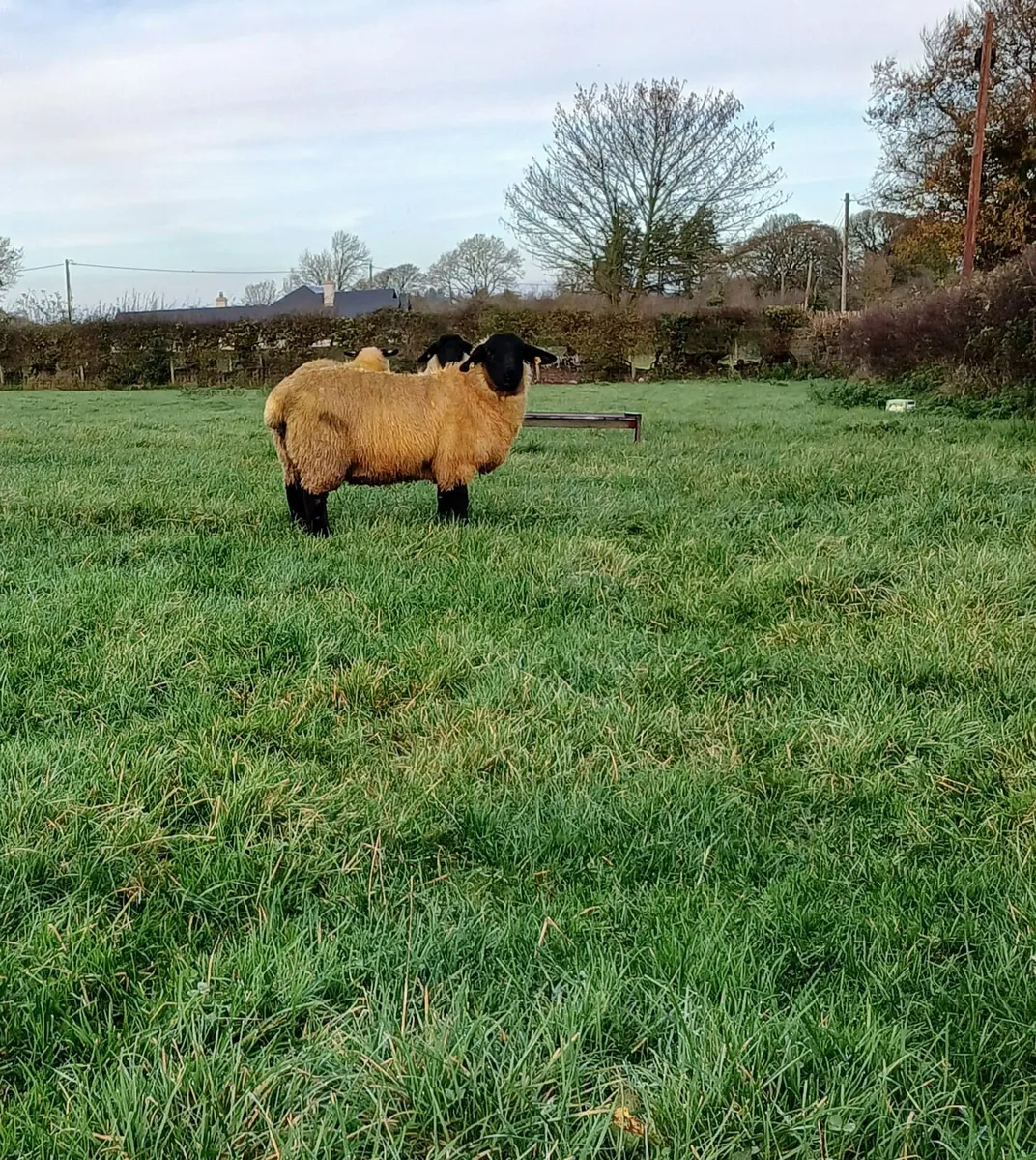 1 PBR Suffolk Ewe lamb