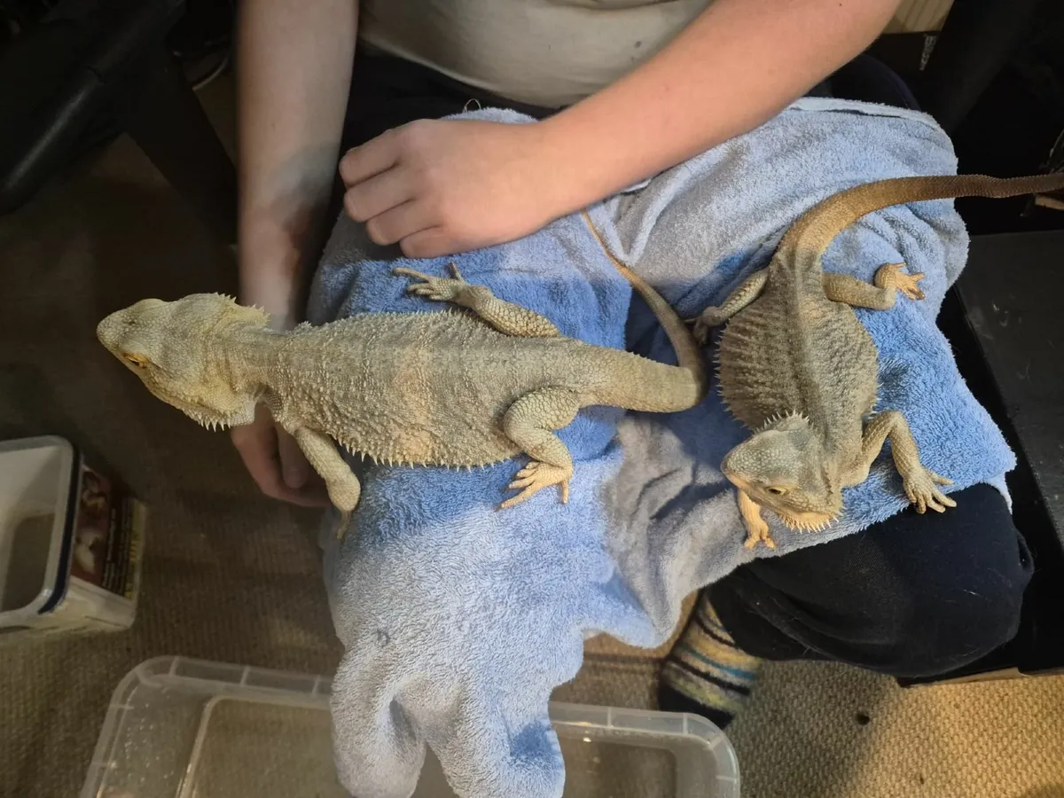 Zero and Orange Bearded dragons - Image 2
