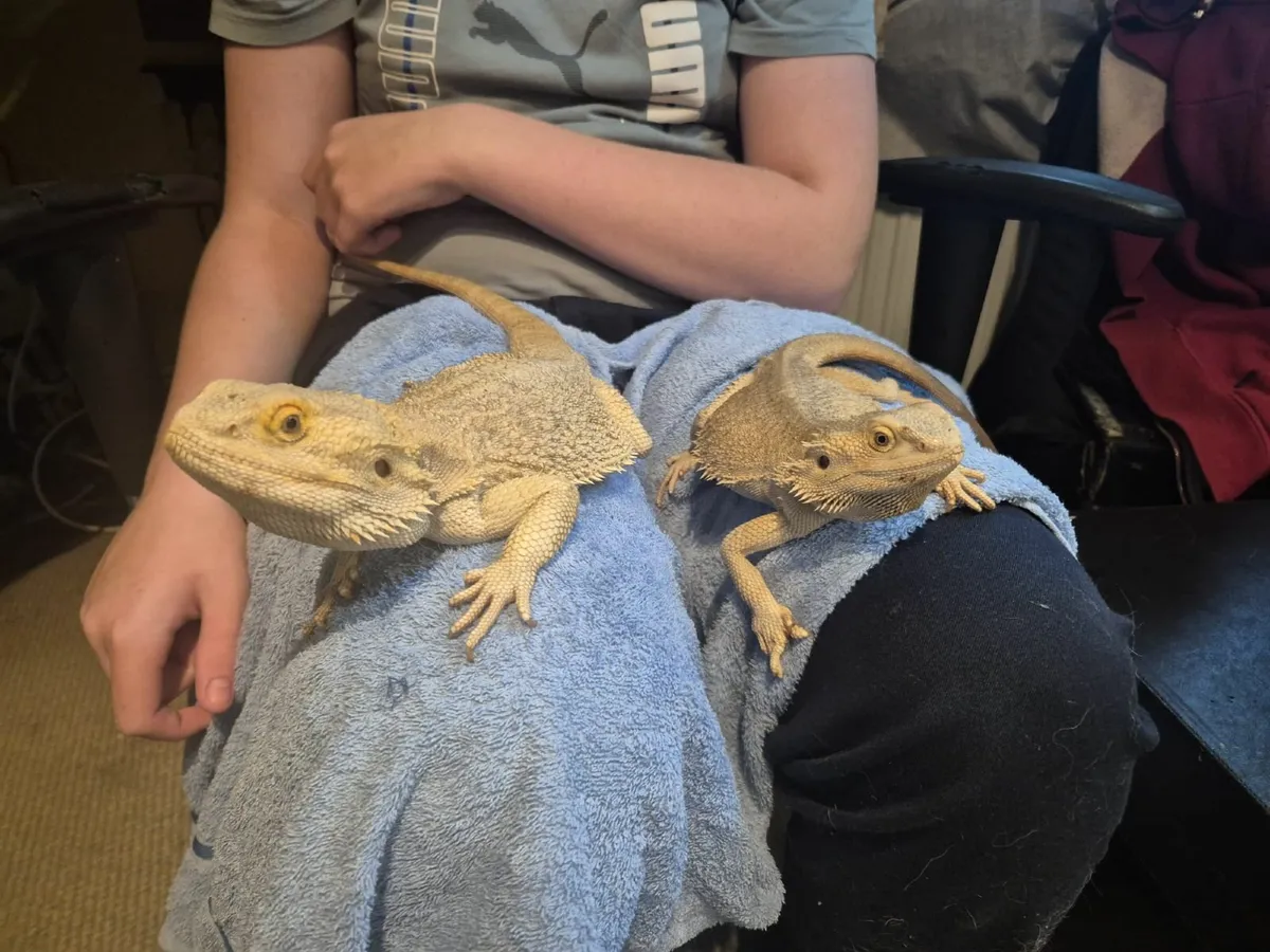 Zero and Orange Bearded dragons - Image 3