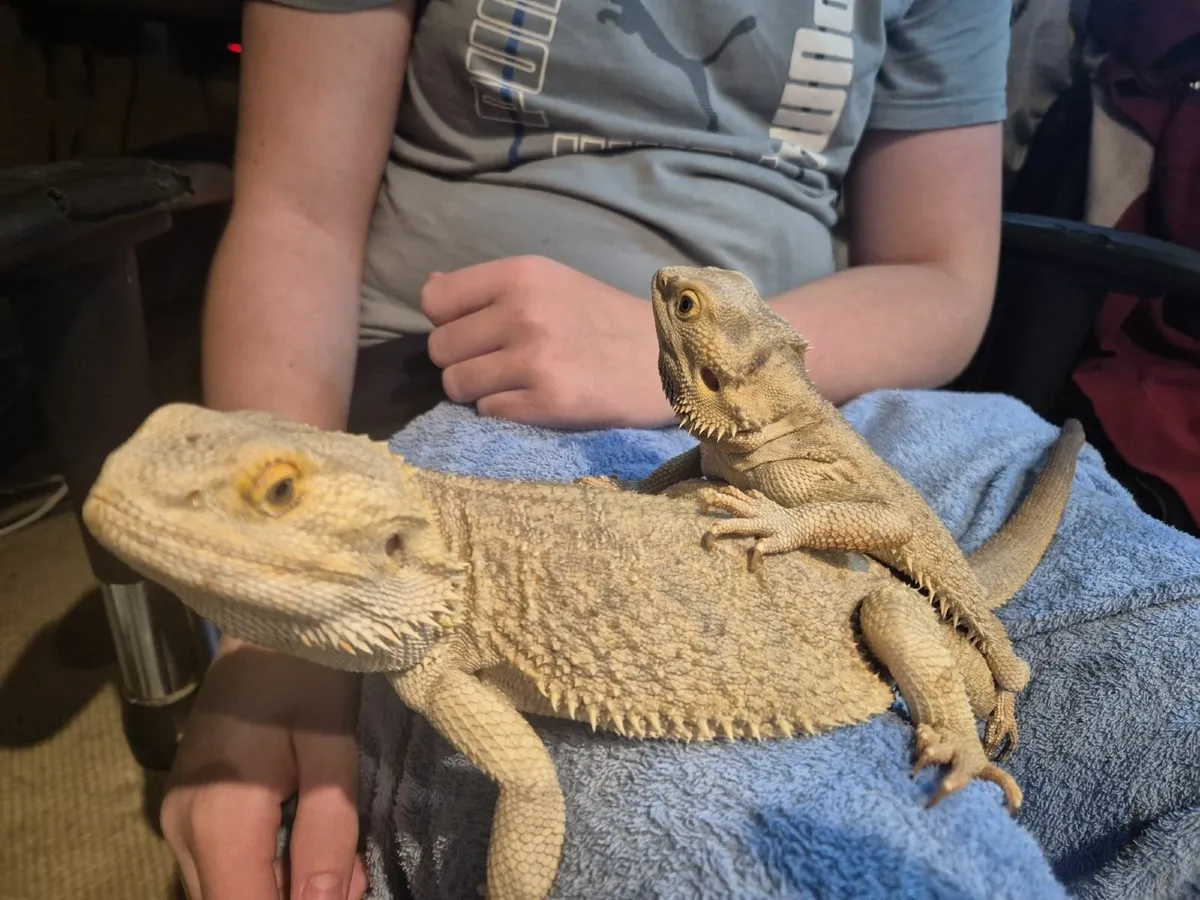 Zero and Orange Bearded dragons - Image 4