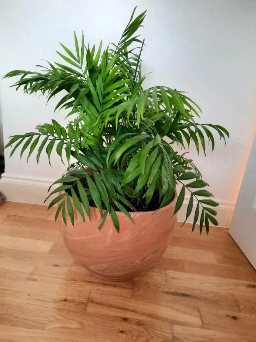 Indoor plant/Delph pot - Image 1