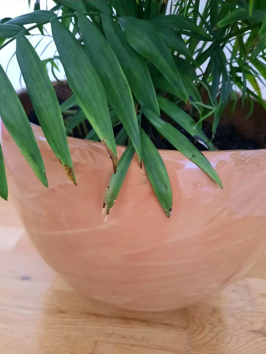 Indoor plant/Delph pot - Image 2