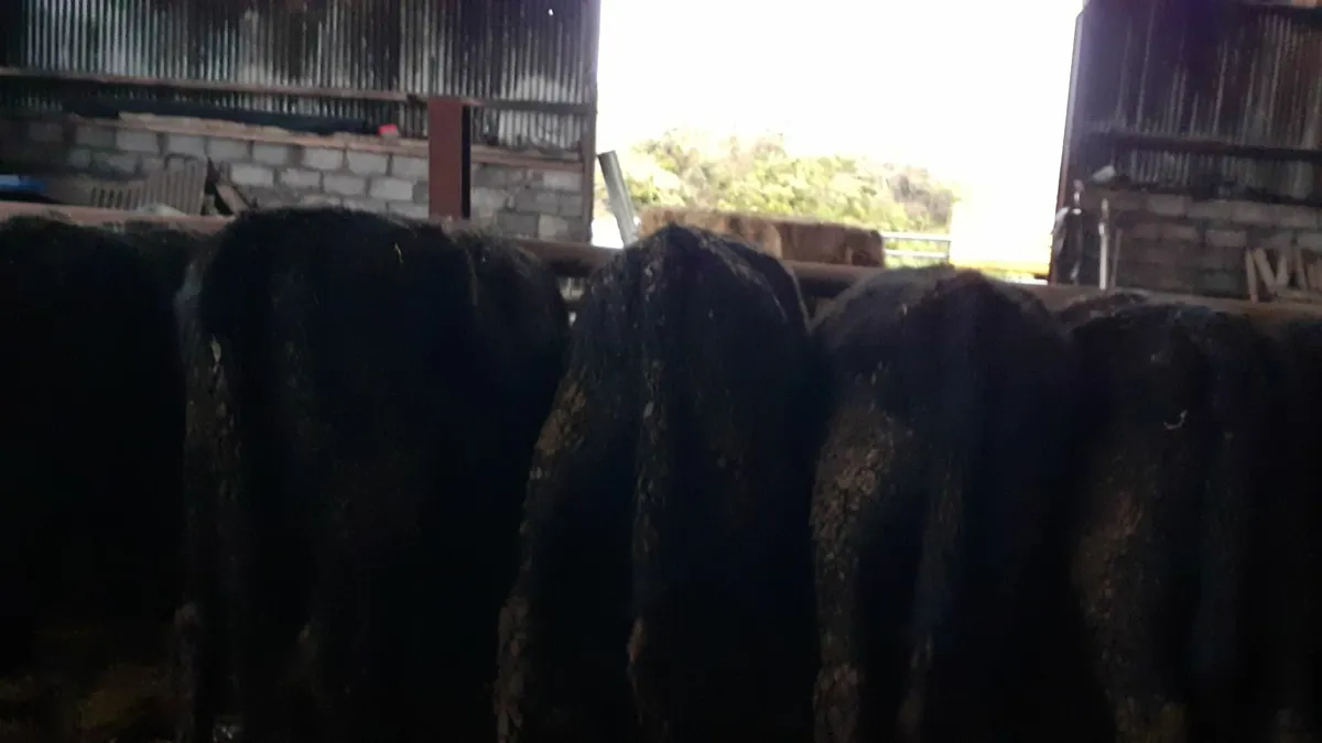 Weanlings - Image 3
