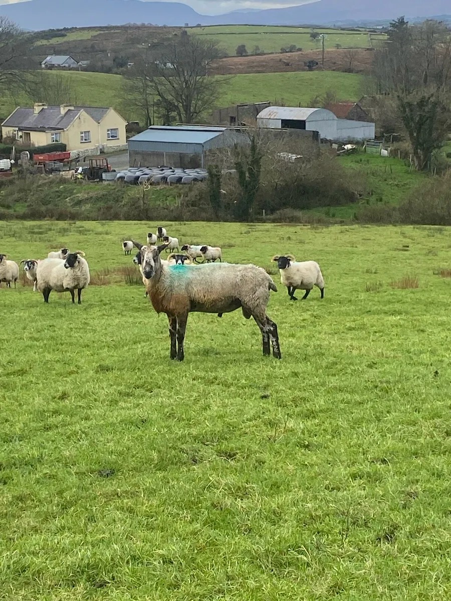 Pure bread 3y Blue face leister - Image 2