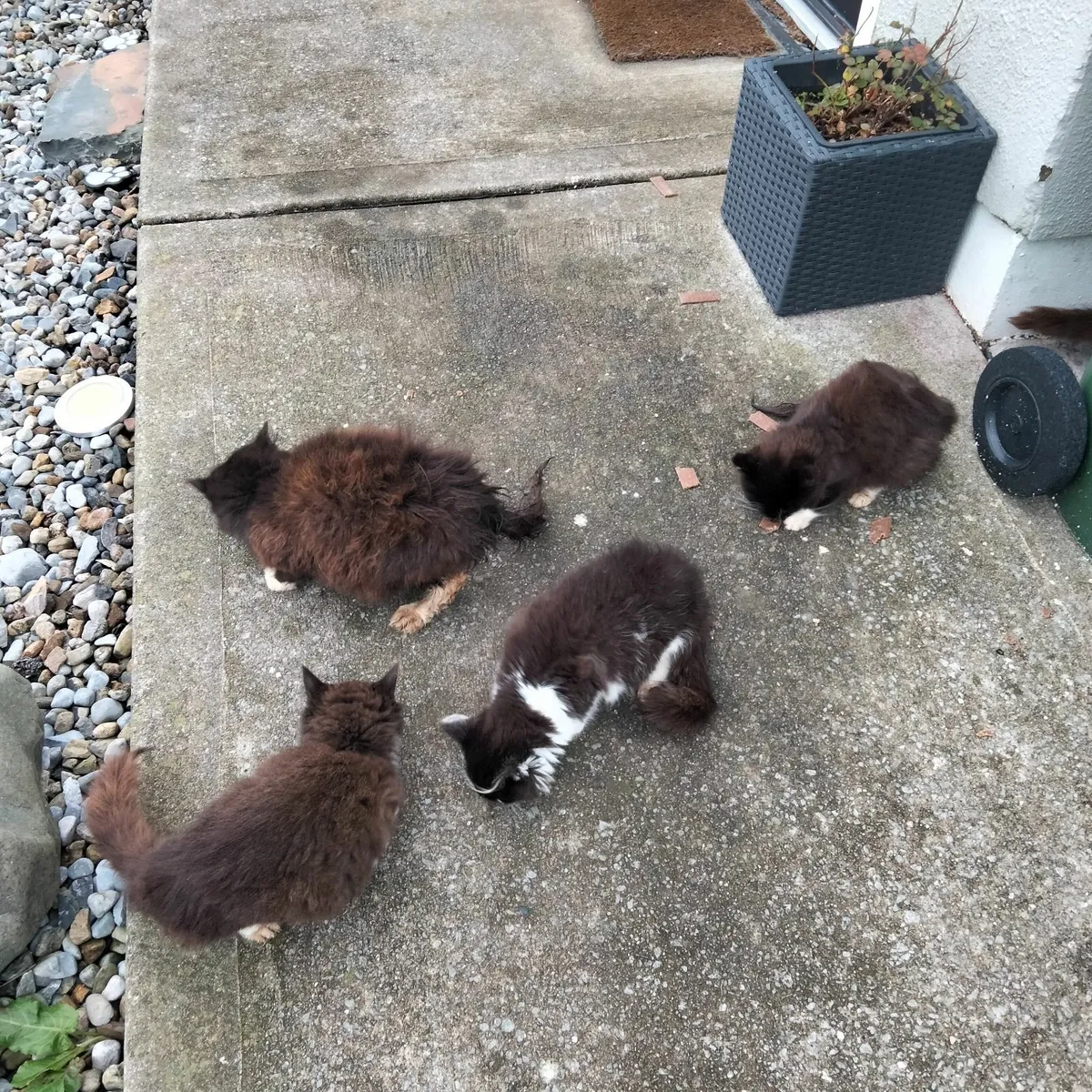 ***BARGAIN***  kittens - Image 1