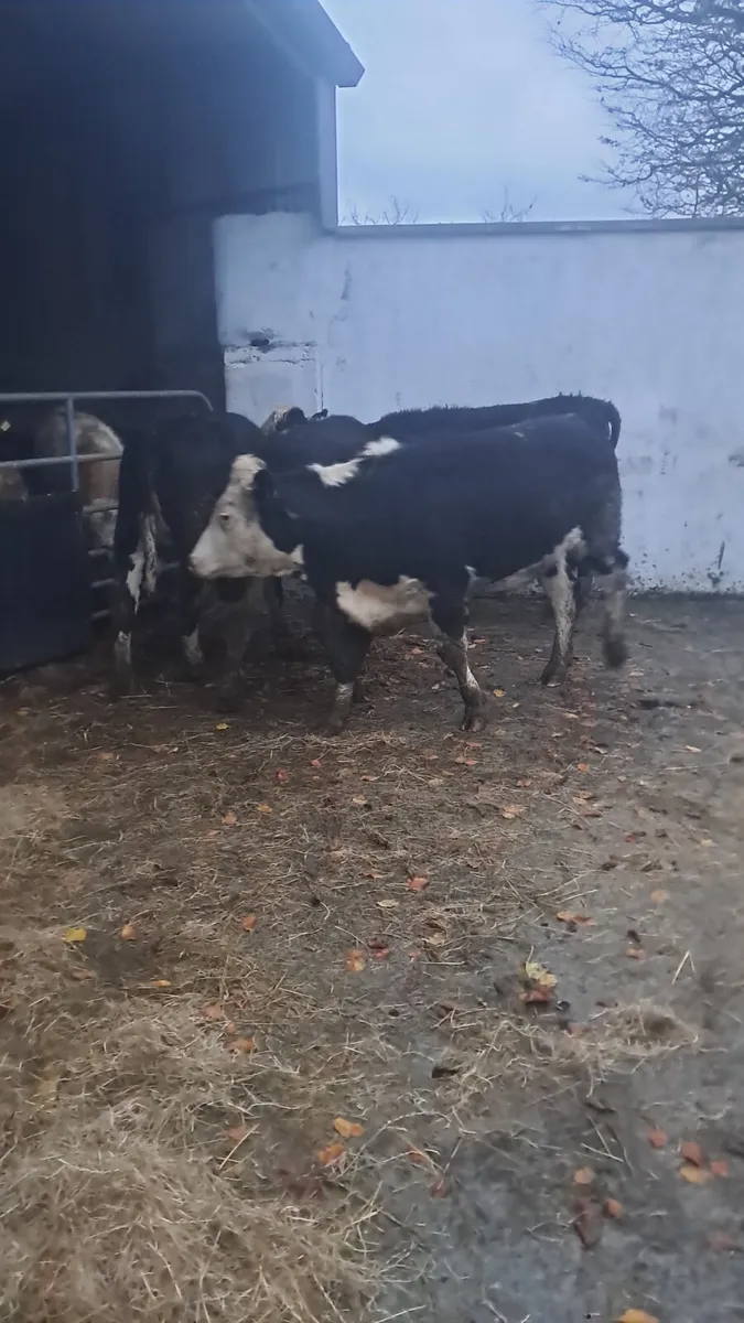 Hereford heifers - Image 4