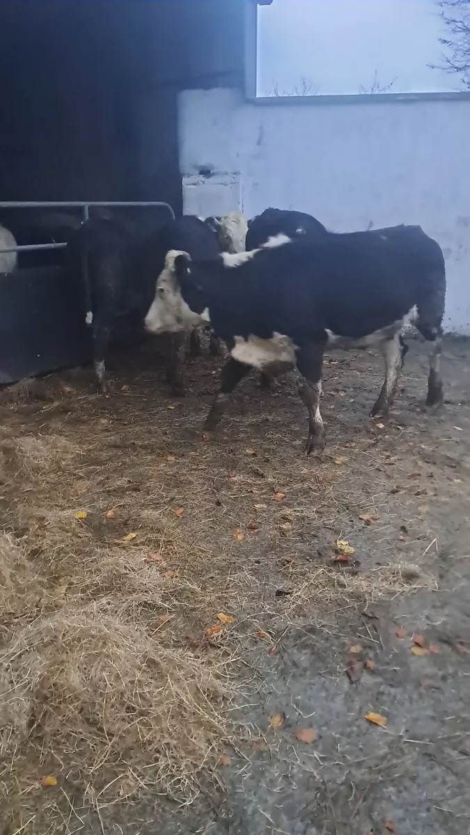 Hereford heifers - Image 1