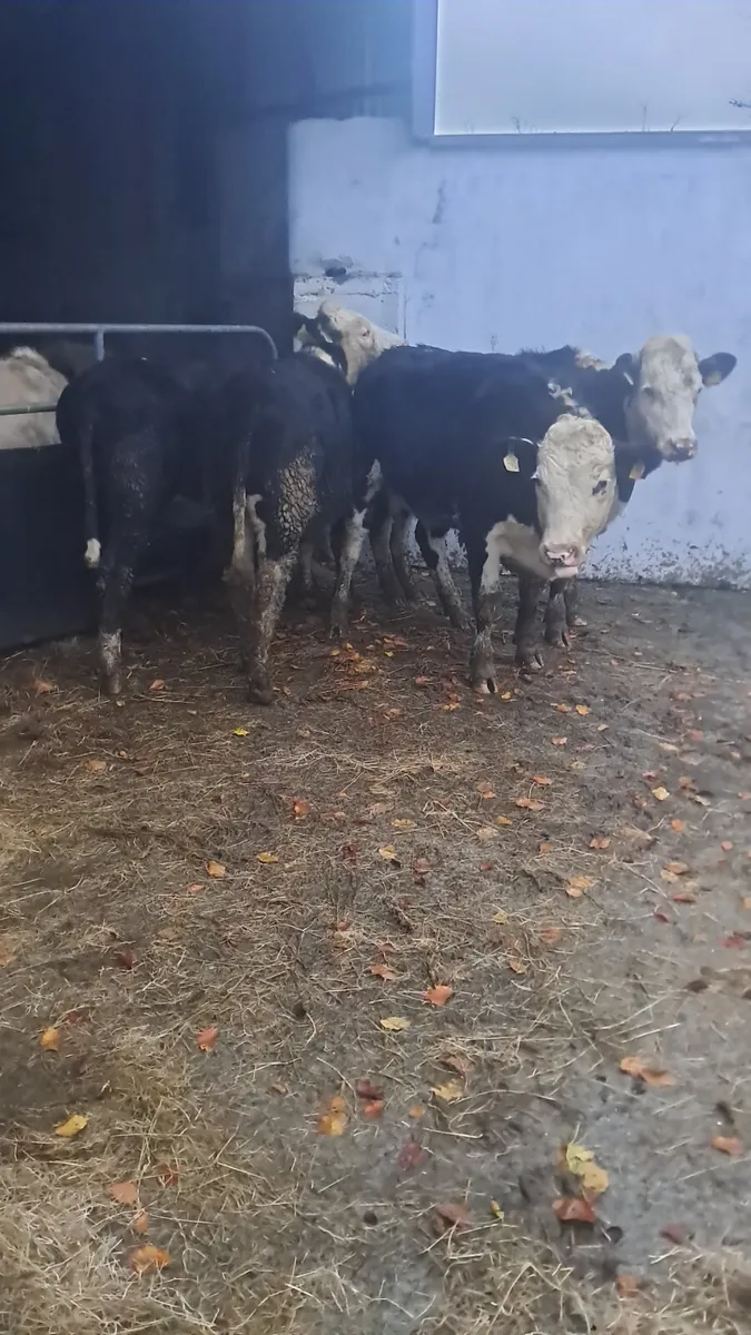 Hereford heifers - Image 3