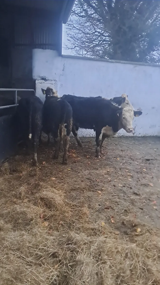 Hereford heifers - Image 2
