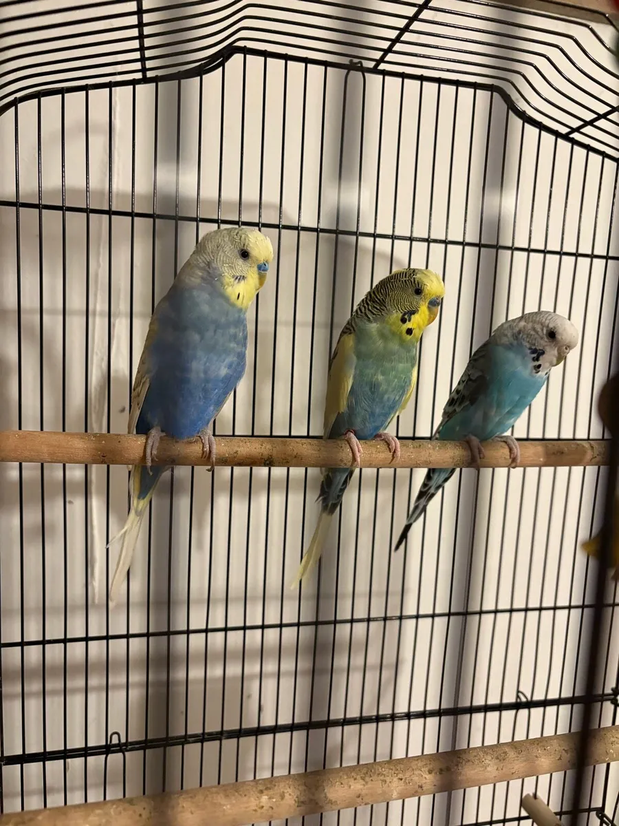 ** on hold** Budgies - Image 1
