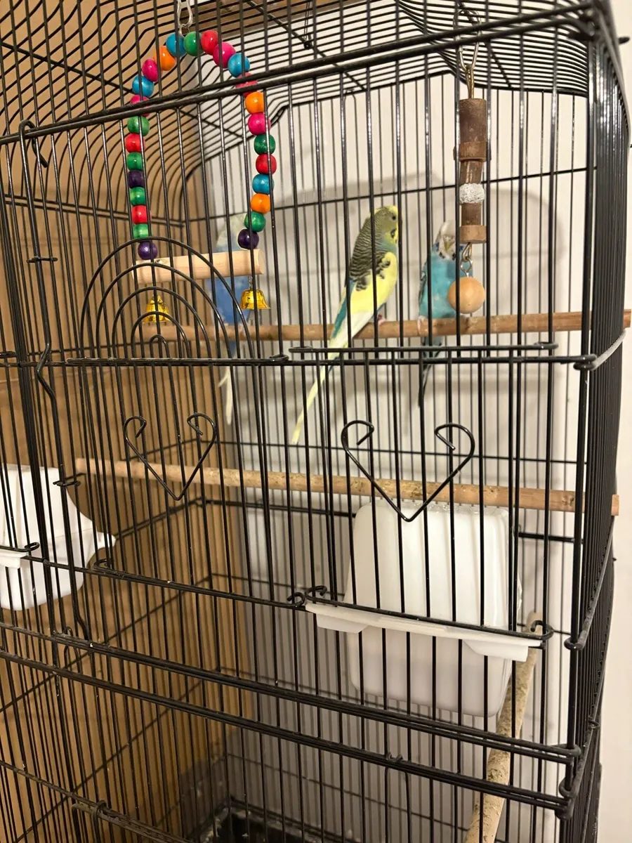 ** on hold** Budgies - Image 2