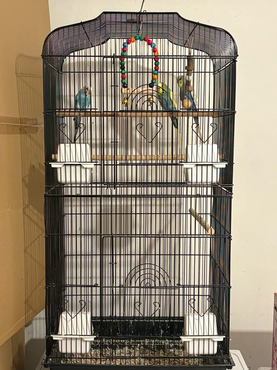 ** on hold** Budgies - Image 3