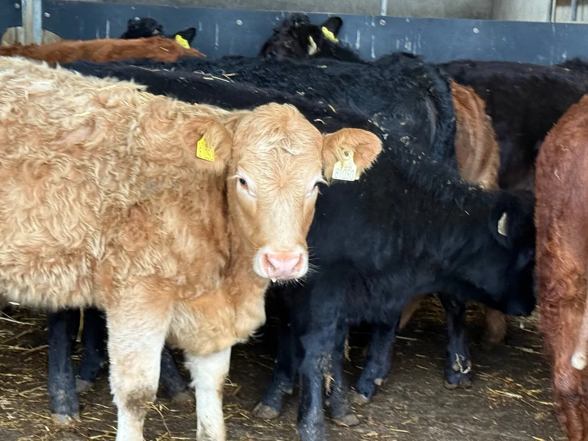 8 SUCKLER BRED LIMOUSINE HEIFERS - Image 2