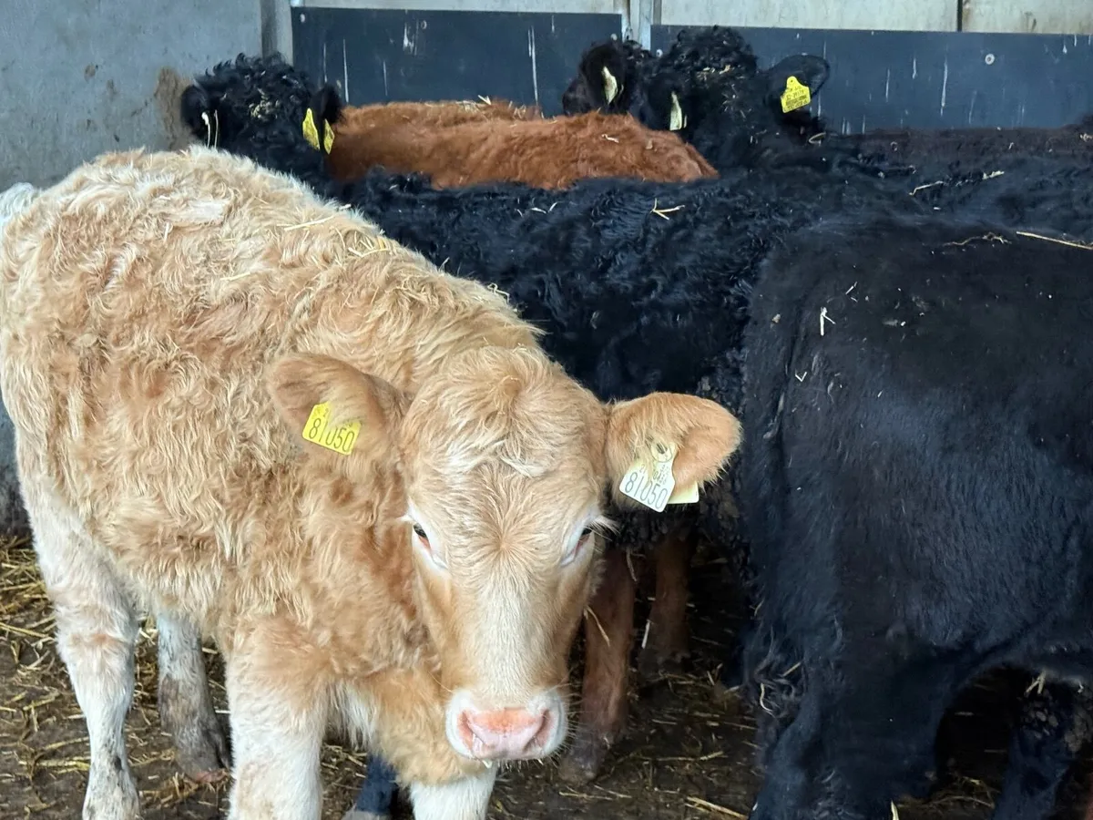 8 SUCKLER BRED LIMOUSINE HEIFERS - Image 3