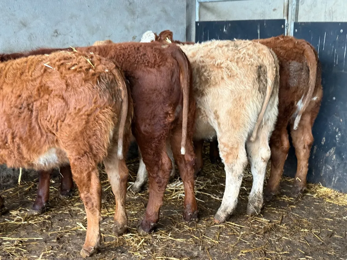 8 SUCKLER BRED LIMOUSINE HEIFERS - Image 4
