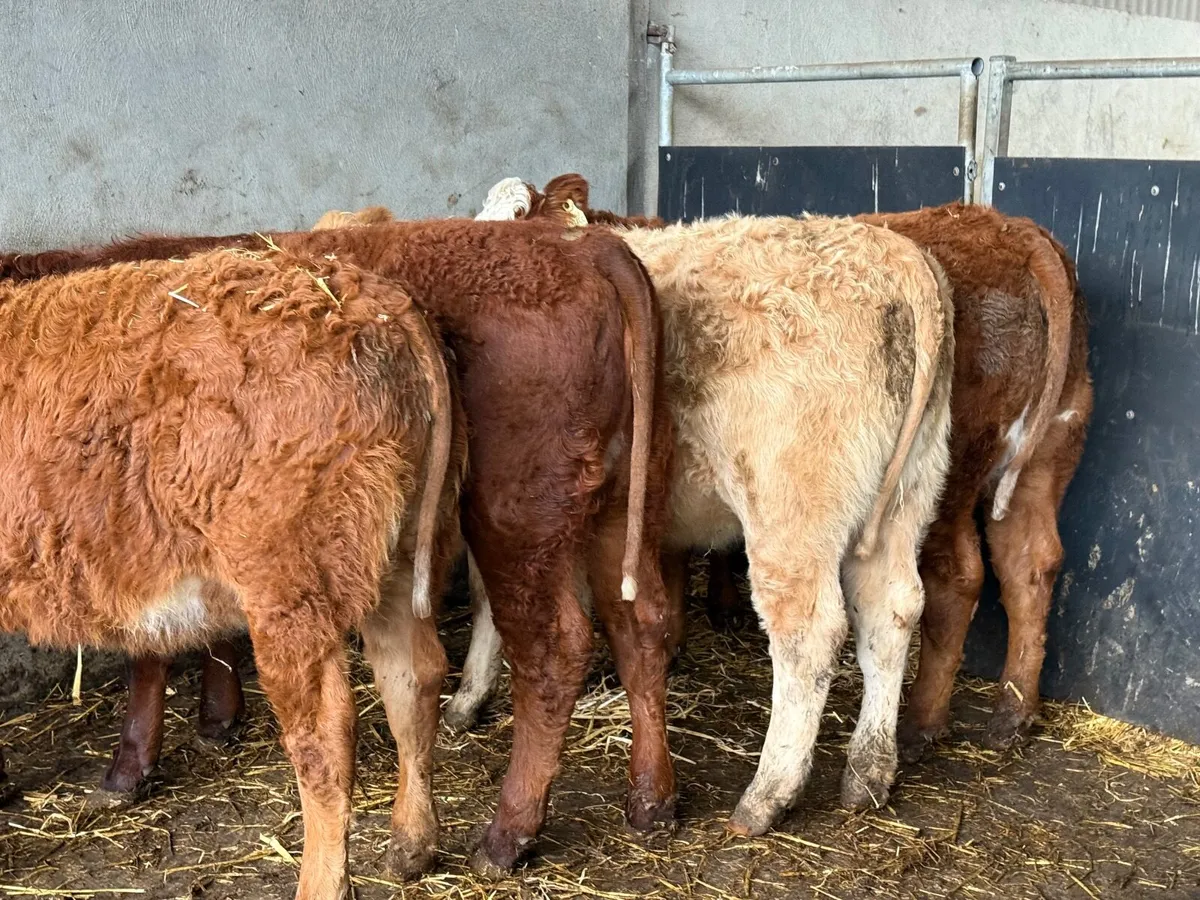 8 SUCKLER BRED LIMOUSINE HEIFERS - Image 1