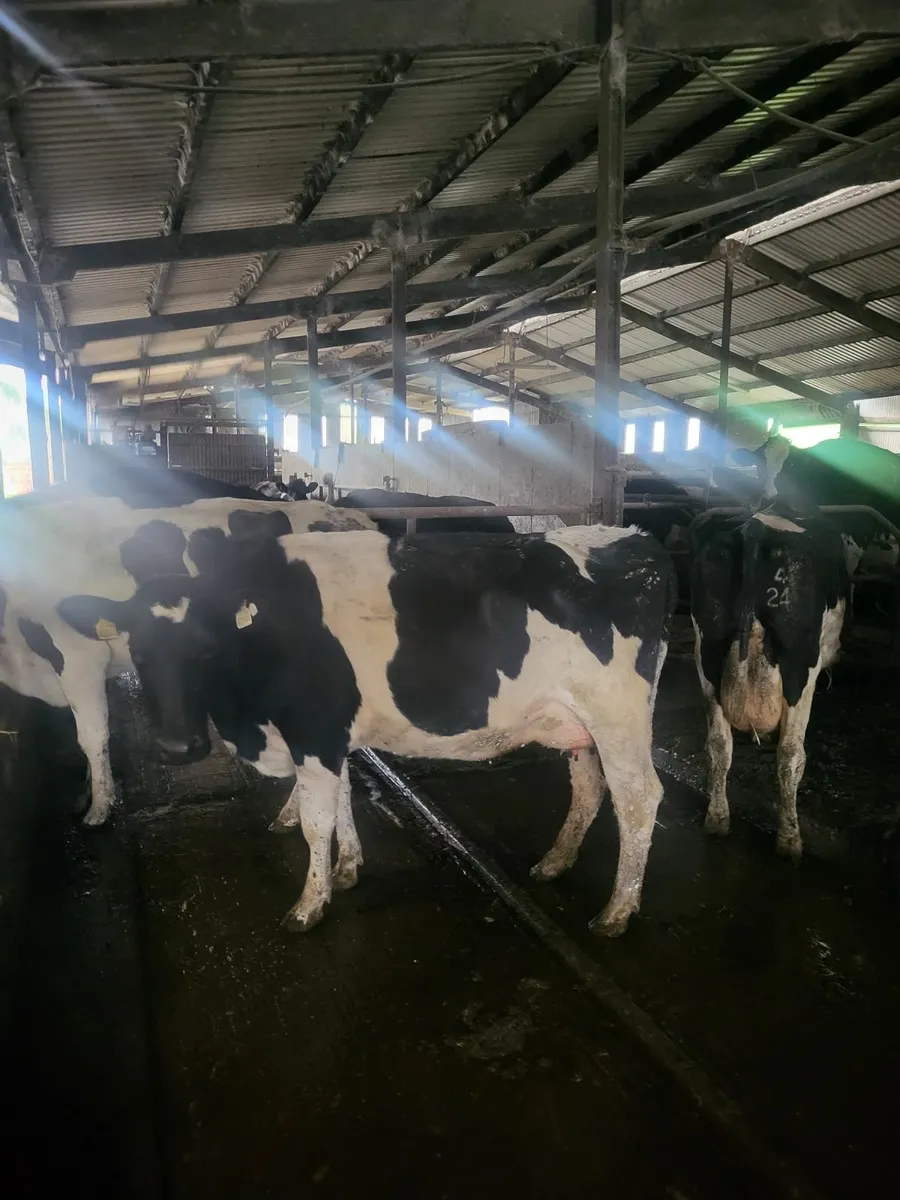 Pedigree cows  March calvers - Image 3