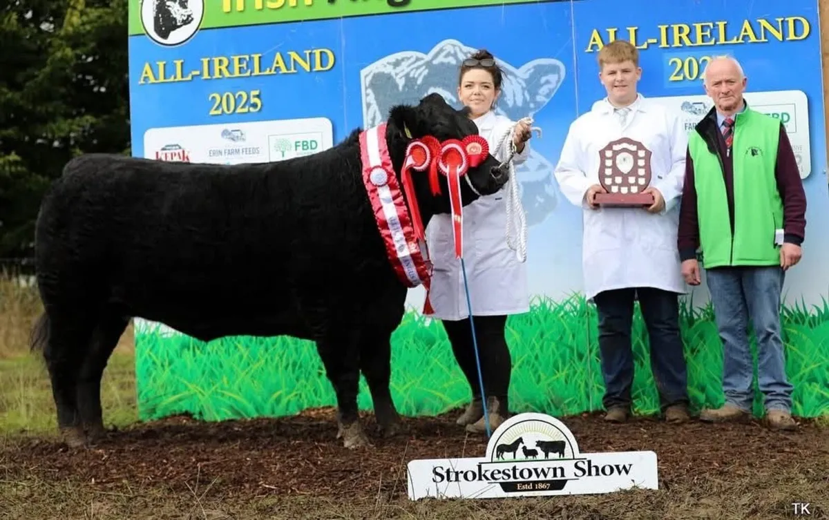 All Ireland Angus heifer for sale - Image 2
