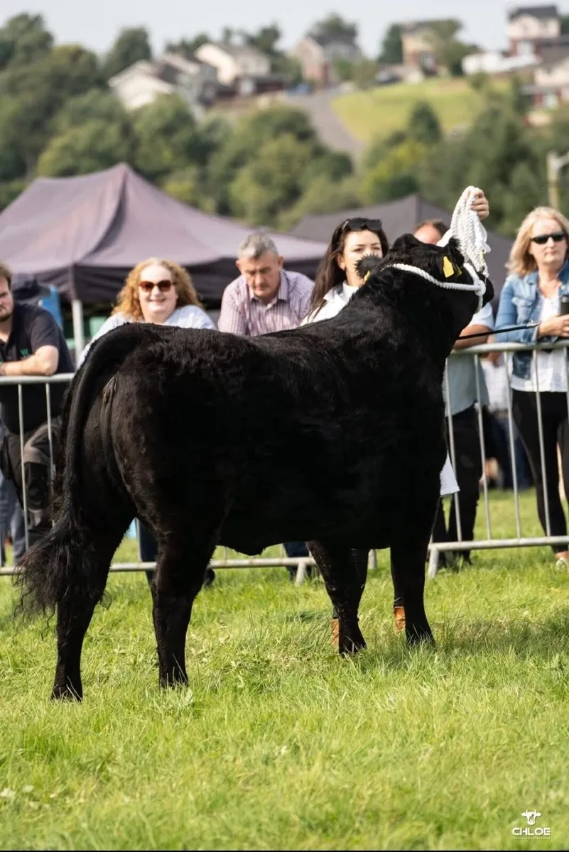 All Ireland Angus heifer for sale - Image 3