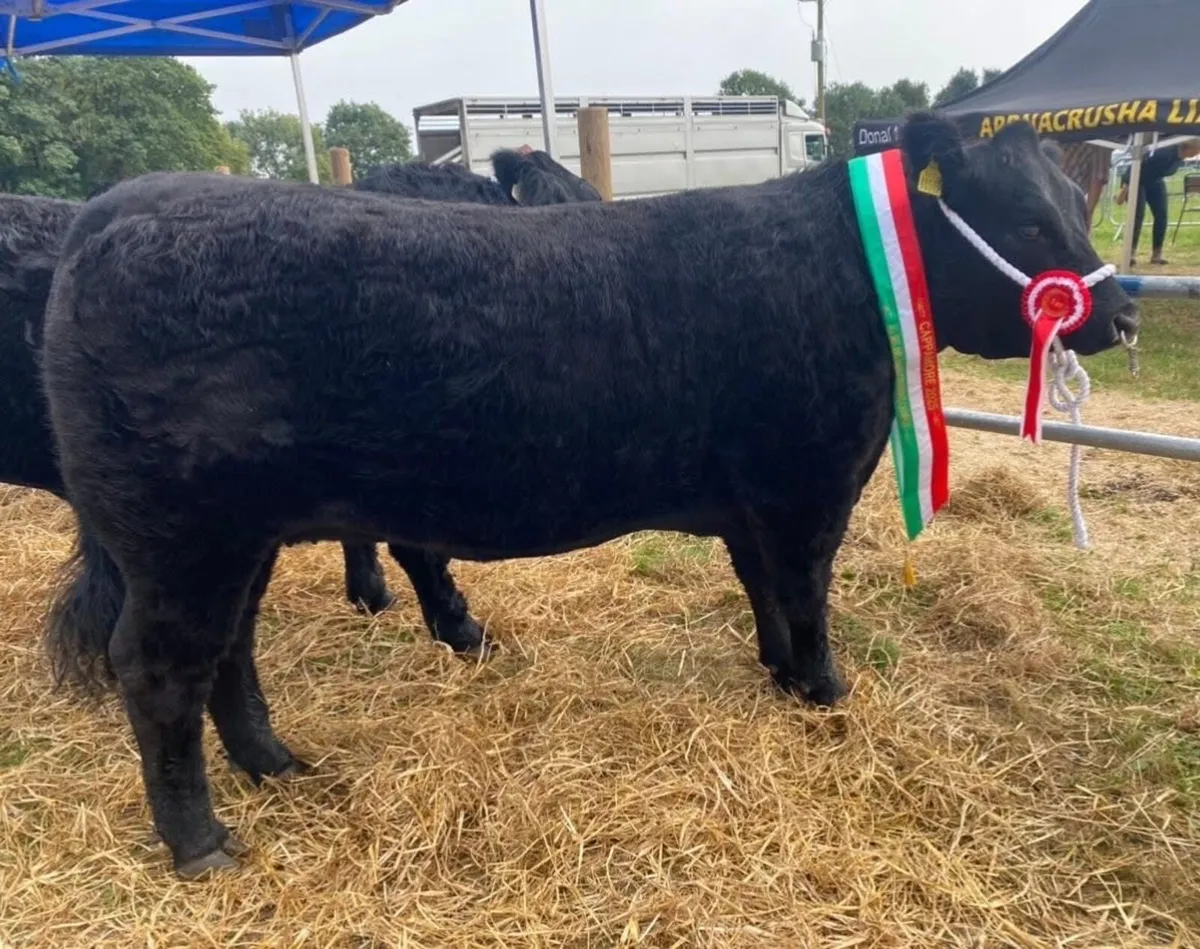 All Ireland Angus heifer for sale - Image 4