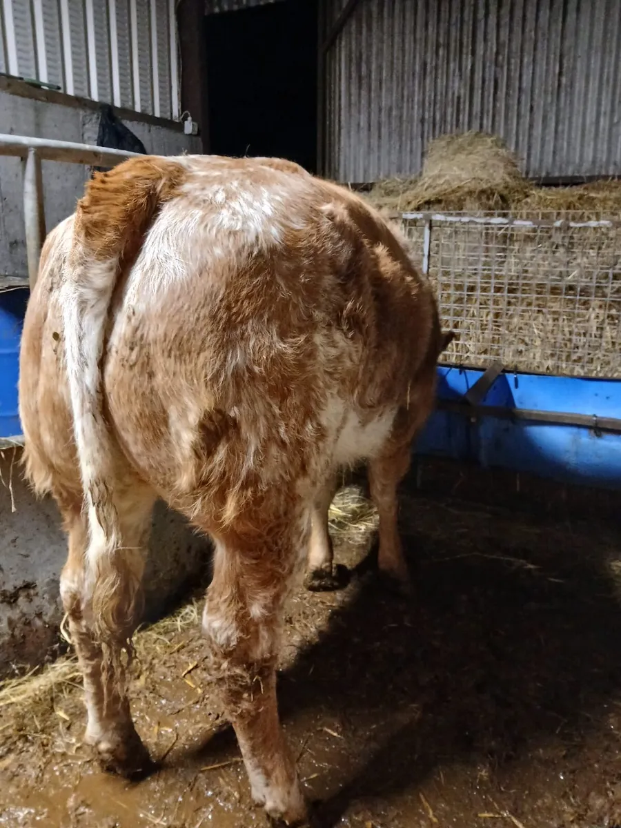Wealing heifers for ballinasloe sat 14th nov - Image 1