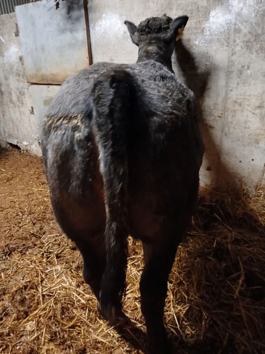 Wealing heifers for ballinasloe sat 14th nov - Image 2