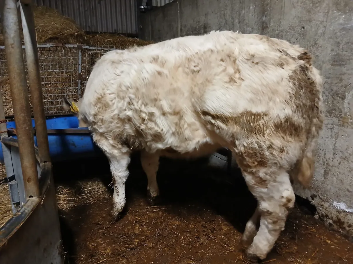 Wealing heifers for ballinasloe sat 14th nov - Image 3