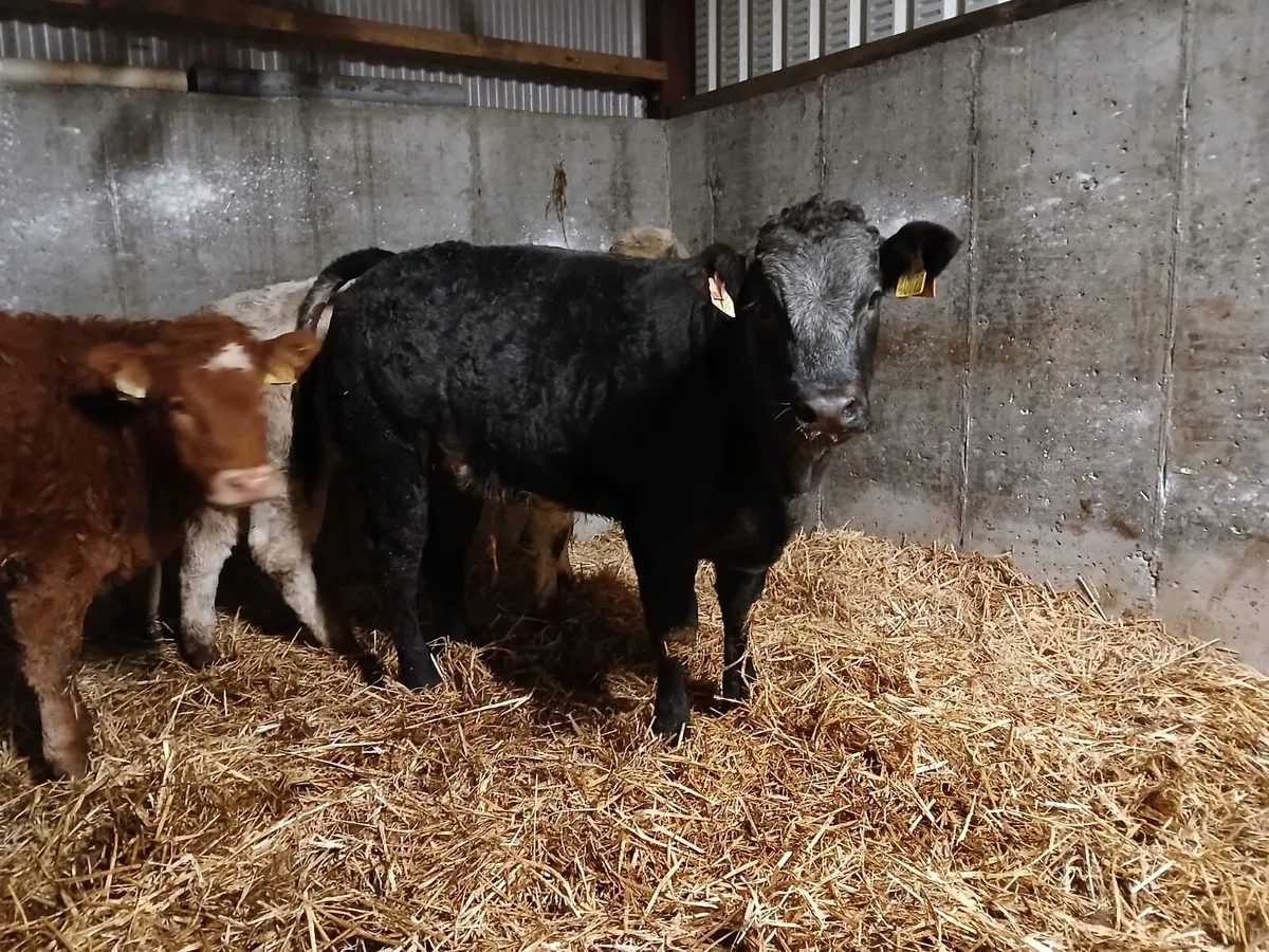 Wealing heifers for ballinasloe sat 14th nov - Image 4