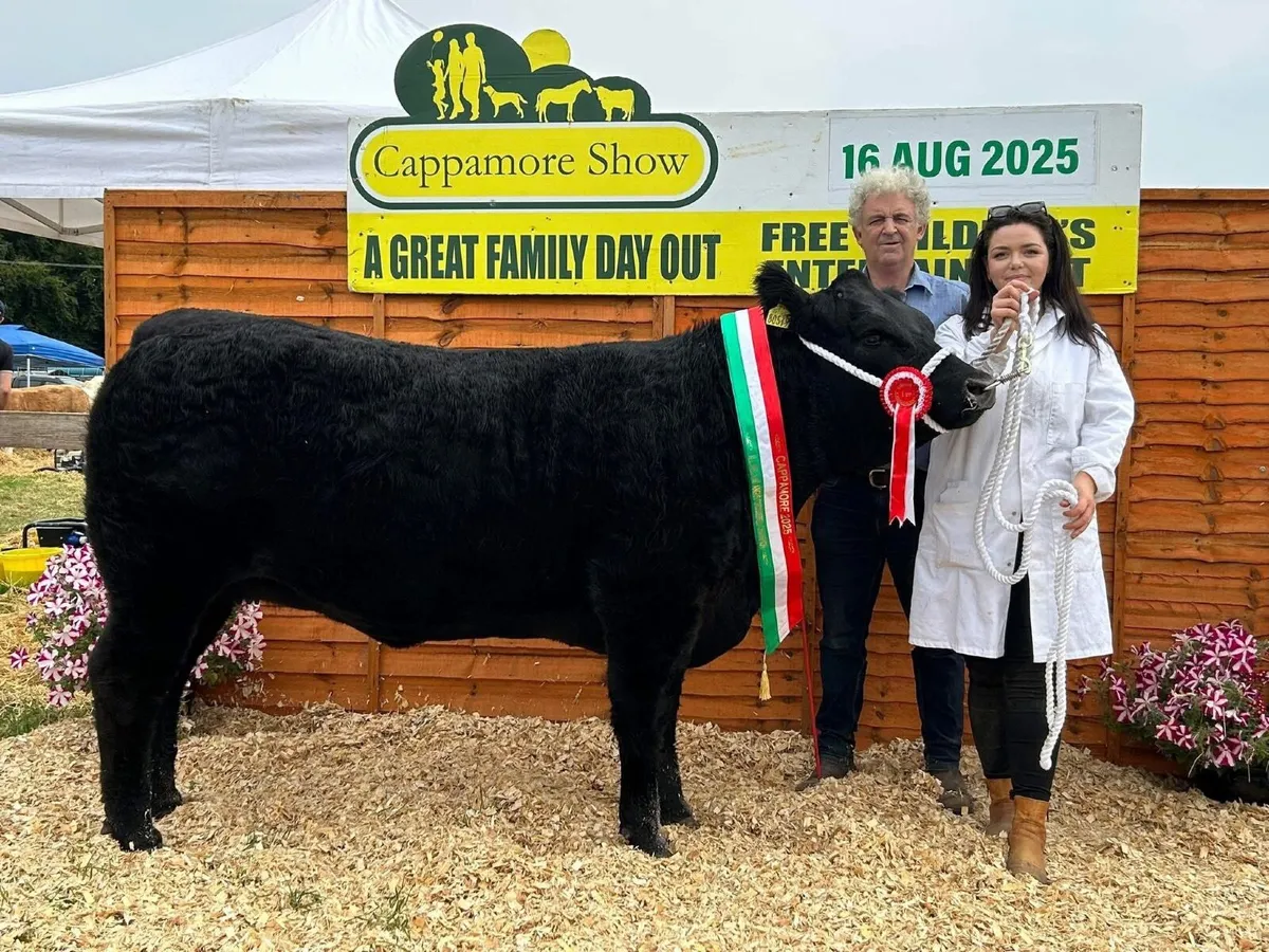 All Ireland Angus heifer for sale - Image 1