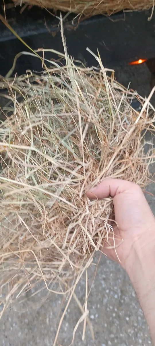Horse haylage - Image 2