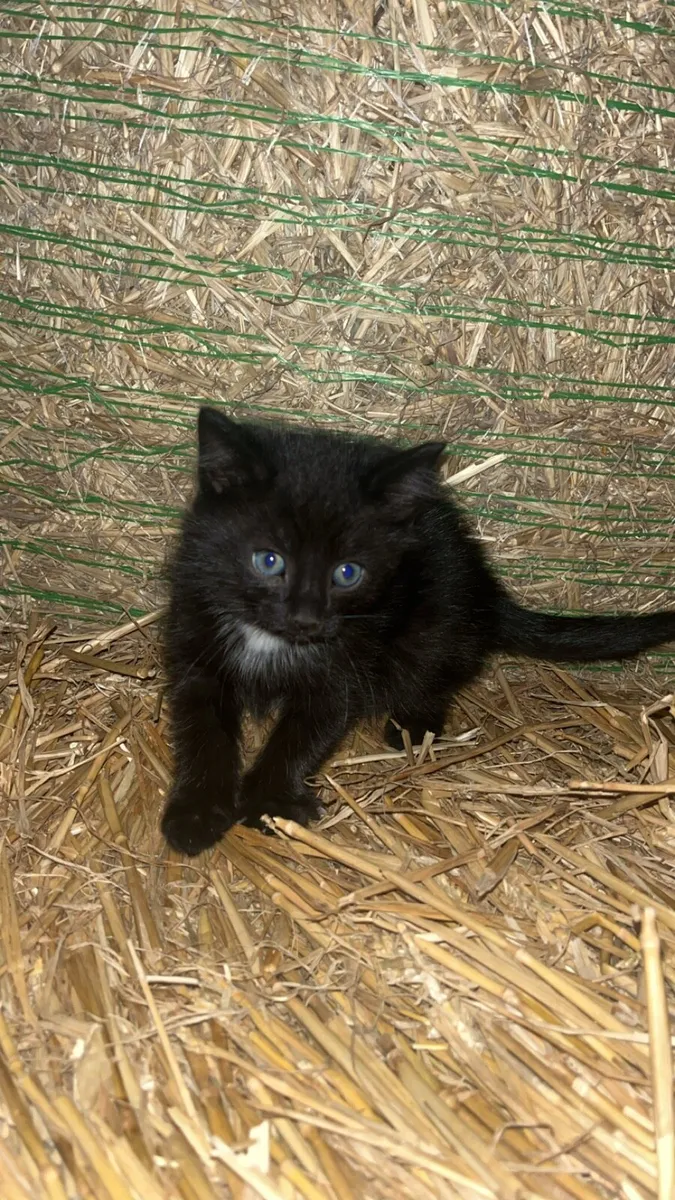 ***Tame farm kittens*** - Image 1