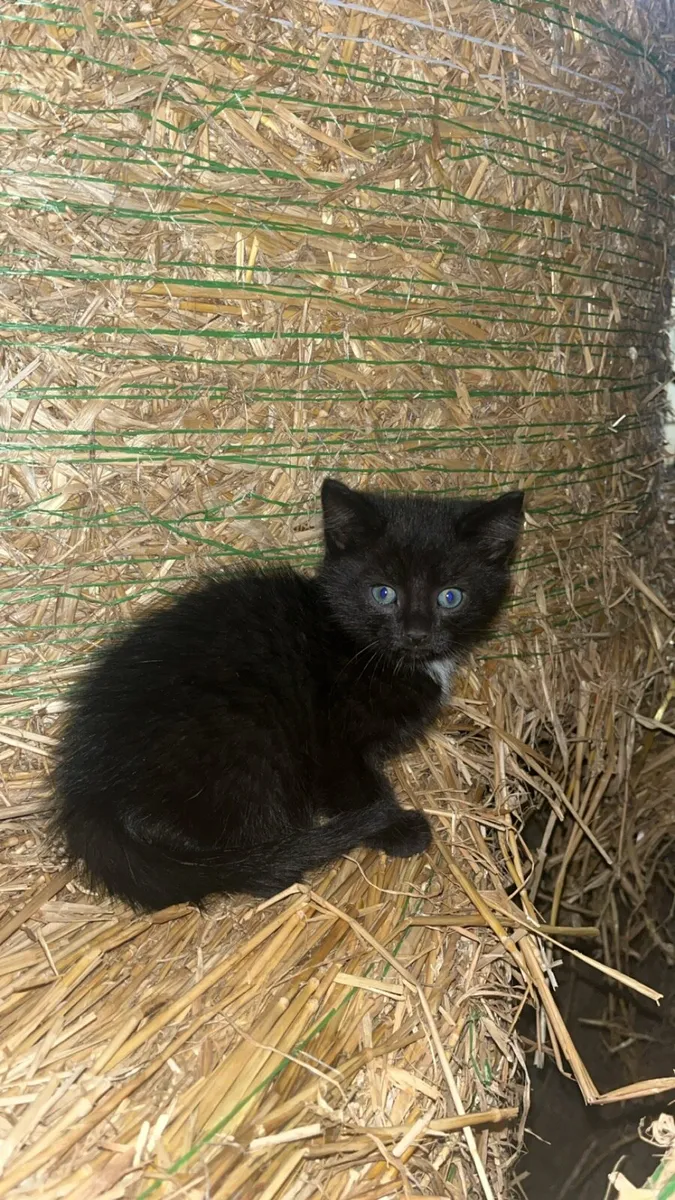 ***Tame farm kittens*** - Image 2