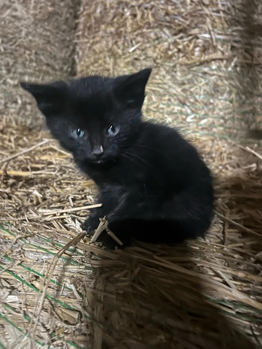 ***Tame farm kittens*** - Image 3